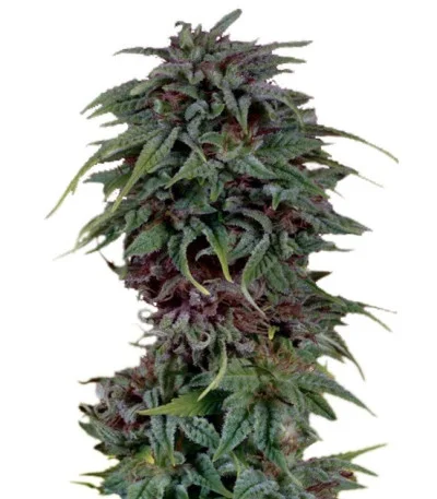 Durban Poison regular