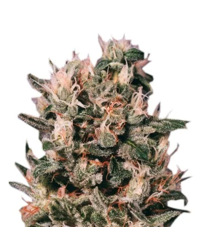 Euforia regular