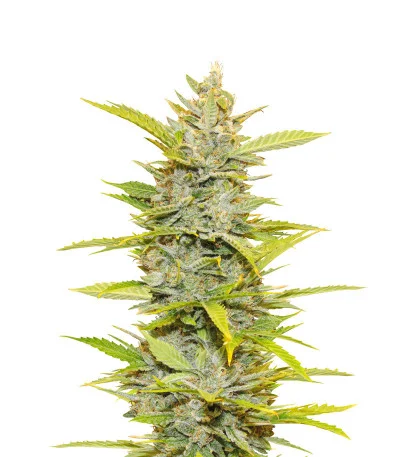 Auto Glueberry O.G. fem