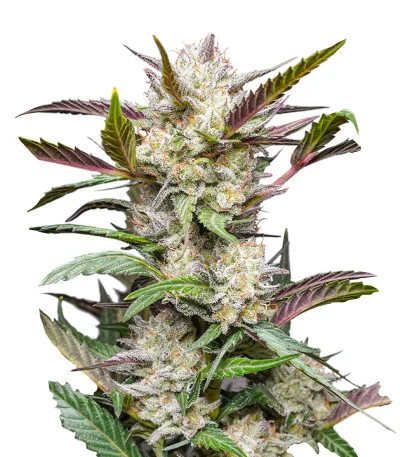 Auto Mimosa Punch