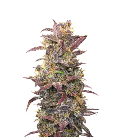 Auto Orange Bud fem