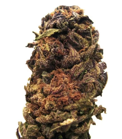 Orange Bud regular