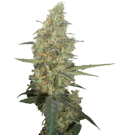 Power Plant regular