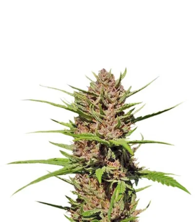 Purple #1 regular