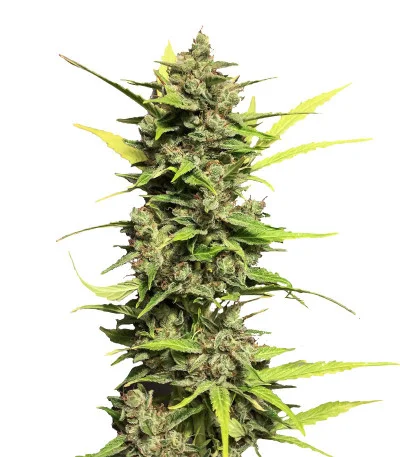 Auto Skywalker Haze