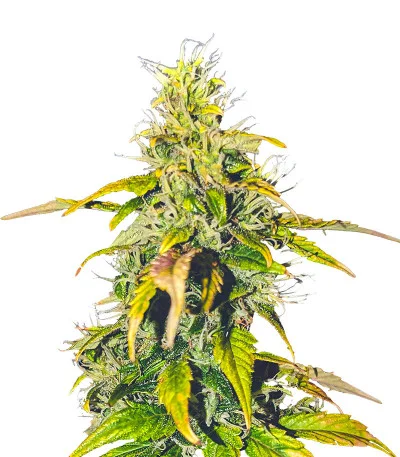 Auto Sweet Bourbon Kush