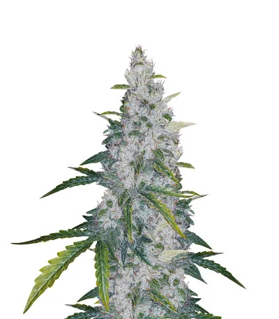 Auto White Widow fem