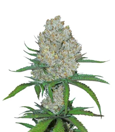 C4 Auto fem