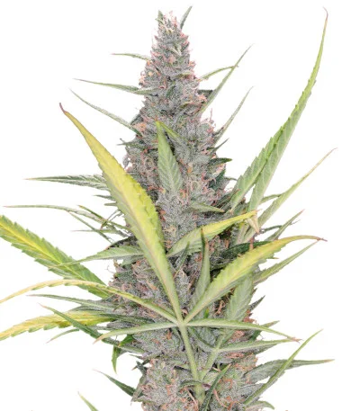 Cheese Auto fem