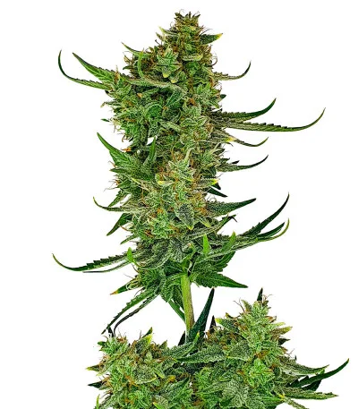 Cherry Cola Auto