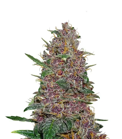 Fastberry Auto fem