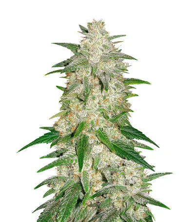 Gelato Auto fem