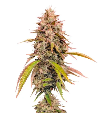 Gorilla Melon