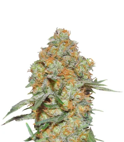 Grapefruit Auto fem