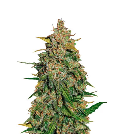 Lemon AK Auto fem