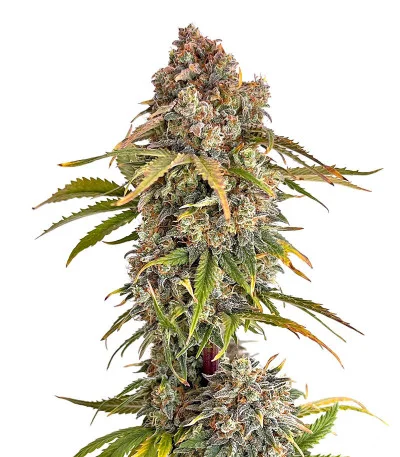 Orange President Auto