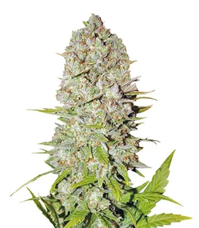 Pineapple Express Auto fem