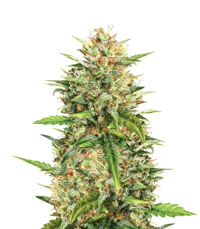 Rhino Ryder Auto fem