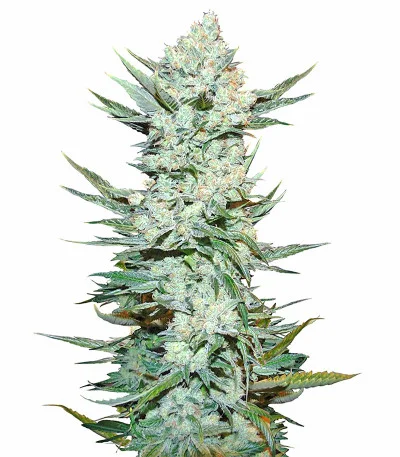 Tangie Auto fem