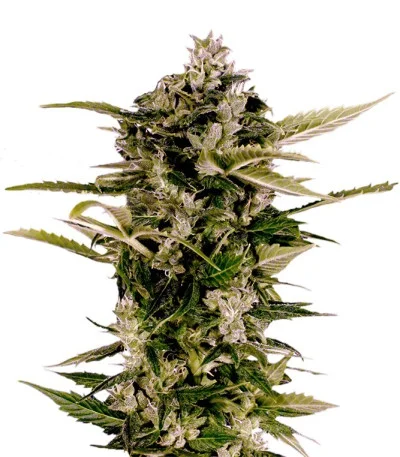 Auto-Bomb fem