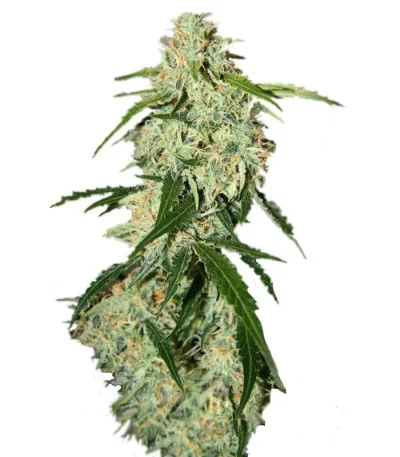 Big Bang Auto fem
