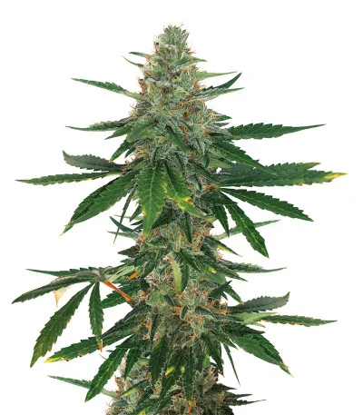 Bubba Slush fem
