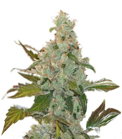 GH Cheese