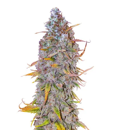 HighCloudZ Auto