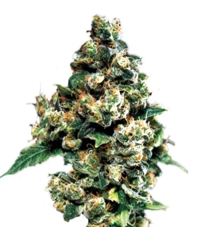 Jack Herer fem