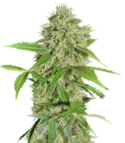 Northern Lights Auto fem