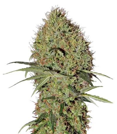 Super Bud Auto fem