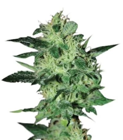 Super Critical fem