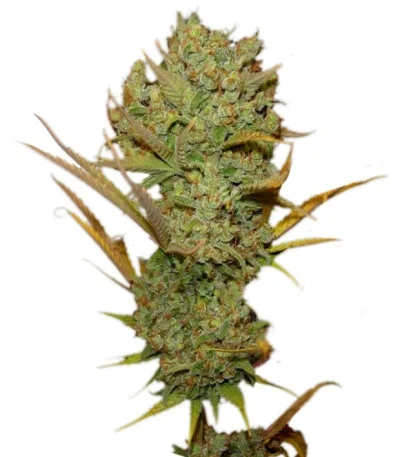 Super Silver Haze fem