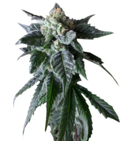 Sweet Mango Auto fem