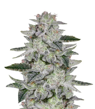 Sweet Valley Kush fem
