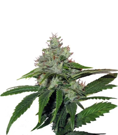 Train Wreck fem