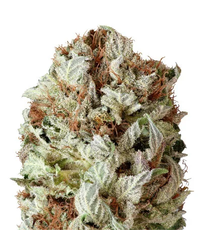 Extreme Impact Auto fem