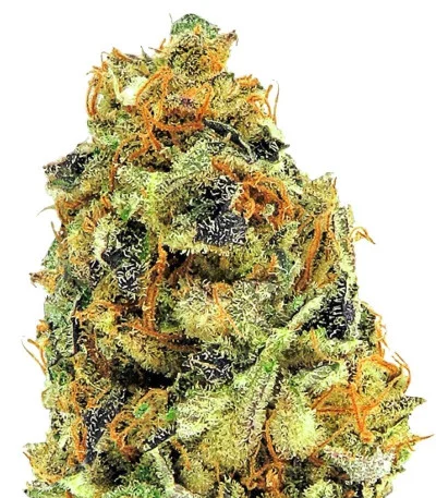 K.O. Kush fem