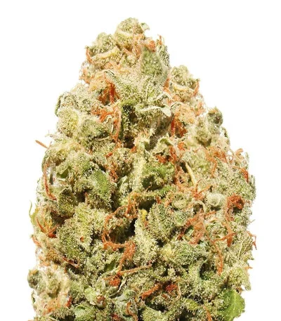 Strawberry Cake fem