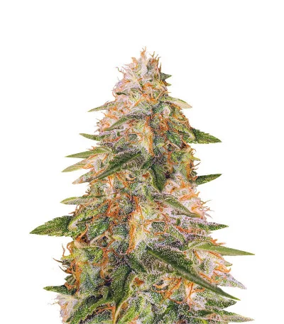 Tropic Punch fem