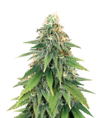 Godzilla Original Glue GG#4 fem