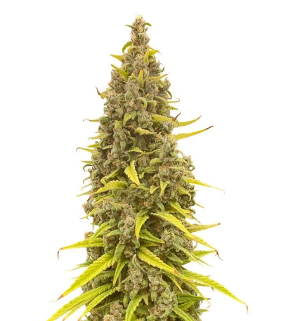 Grandmommy Purple fem