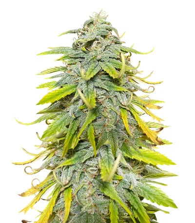 Northern Lights fem