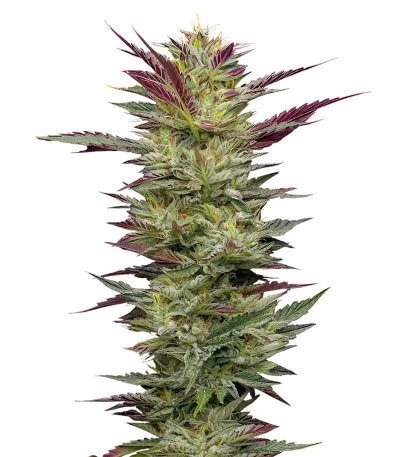 Notorious THC fem