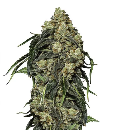 Soyuz OG Express fem