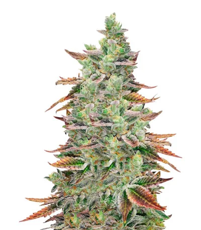 Banana Purp fem