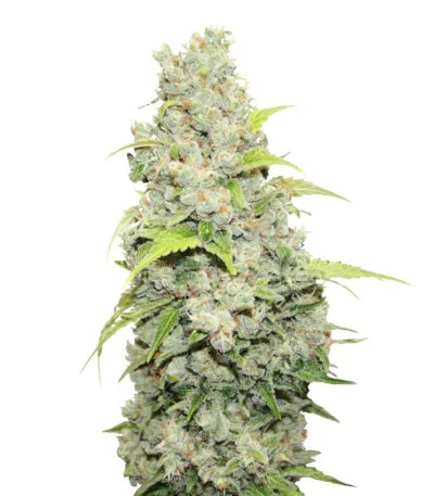 BCN Sour Diesel fem