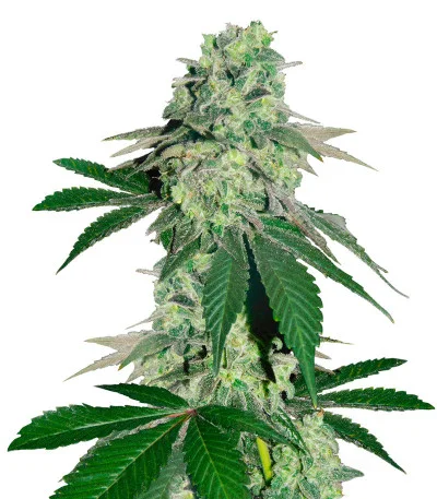 Canadian Kush 2.0 fem