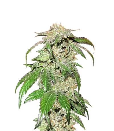 Canadian Kush fem