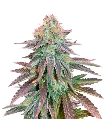 Cookies Purple Punch fem